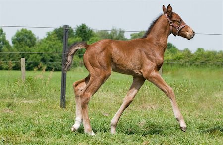 Little 10 day old foal being proud, look at me! Fotografie stock - Microstock e Abbonamento, Codice: 400-04611883