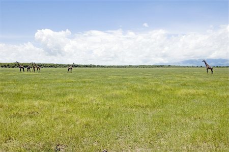 simsearch:400-04111907,k - Giraffe family in the Lake Manyara National Park - Best of Tanzania Fotografie stock - Microstock e Abbonamento, Codice: 400-04611933