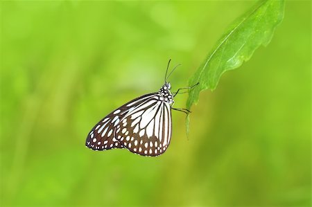 Beautiful exotic butterfly closeup Stock Photo - Budget Royalty-Free & Subscription, Code: 400-04611966