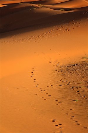 simsearch:400-05192544,k - sunset at sand dunes Stock Photo - Budget Royalty-Free & Subscription, Code: 400-04612192