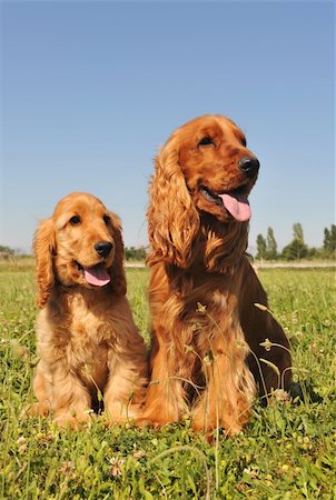 simsearch:400-06067706,k - portrait of two cockers spaniels, an adult and a puppy Foto de stock - Super Valor sin royalties y Suscripción, Código: 400-04612234