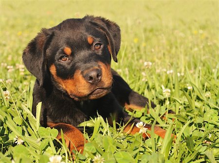 rottweiler - portrait of a young puppy purebred rottweiler in a garden Foto de stock - Super Valor sin royalties y Suscripción, Código: 400-04612233