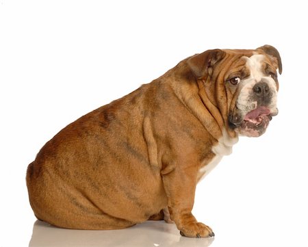 simsearch:400-06758857,k - english bulldog with funny looking expression on white background Foto de stock - Royalty-Free Super Valor e Assinatura, Número: 400-04612328