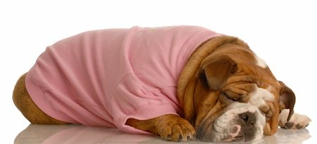 simsearch:400-04576043,k - exhausted female english bulldog sleeping in pink shirt Stock Photo - Budget Royalty-Free & Subscription, Code: 400-04612329