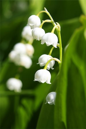 simsearch:400-07656811,k - Convallaria majalis - commonly known as the Lily of the Valley or Lily-of-the-Valley Photographie de stock - Aubaine LD & Abonnement, Code: 400-04612663