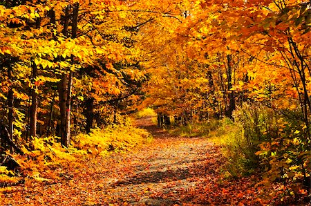 reaching for leaves - Colorful fall forest on a warm autumn day Stock Photo - Budget Royalty-Free & Subscription, Code: 400-04612776
