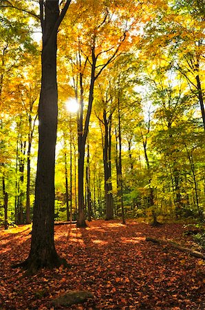 simsearch:400-04436466,k - Colorful fall forest on a warm autumn day Stock Photo - Budget Royalty-Free & Subscription, Code: 400-04612771