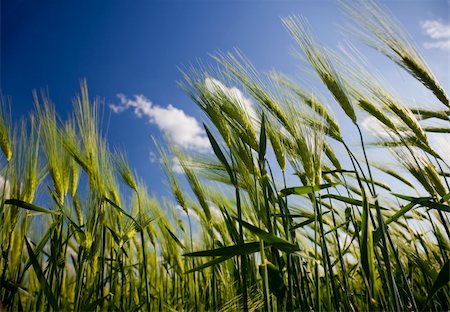 simsearch:400-05699446,k - green wheat field and cloudy sky Stock Photo - Budget Royalty-Free & Subscription, Code: 400-04612811