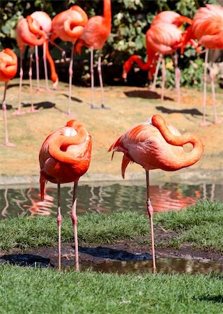 red flamingo in a park in Florida USA Photographie de stock - Aubaine LD & Abonnement, Code: 400-04612908