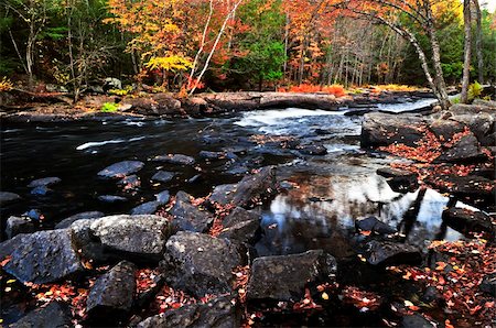 simsearch:400-06138380,k - Forest river in the fall. Algonquin provincial park, Canada. Foto de stock - Royalty-Free Super Valor e Assinatura, Número: 400-04613234