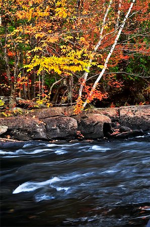 simsearch:400-06767512,k - Forest river in the fall. Algonquin provincial park, Canada. Foto de stock - Royalty-Free Super Valor e Assinatura, Número: 400-04613235