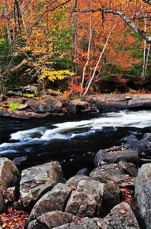 simsearch:400-06138380,k - Forest river in the fall. Algonquin provincial park, Canada. Foto de stock - Royalty-Free Super Valor e Assinatura, Número: 400-04613233