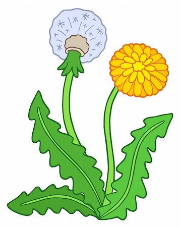 simsearch:400-08621985,k - Dandelion on white background - vector illustration. Stock Photo - Budget Royalty-Free & Subscription, Code: 400-04613284