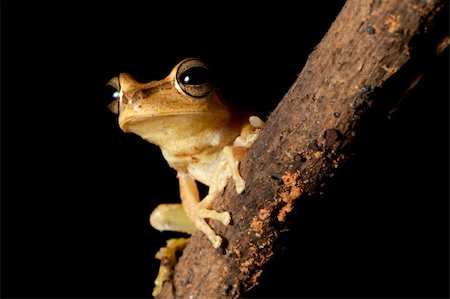 simsearch:400-05243274,k - Tree frog in the bolivian rainforest staring into the night Fotografie stock - Microstock e Abbonamento, Codice: 400-04613407