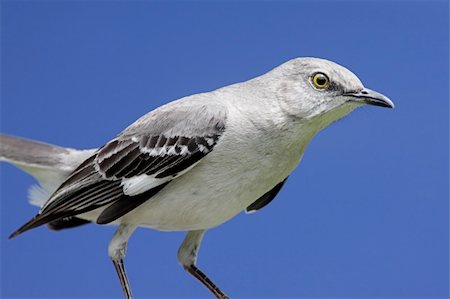 Northern Mockingbird (Mimus polyglottos) with a blue sky background Stock Photo - Budget Royalty-Free & Subscription, Code: 400-04613431