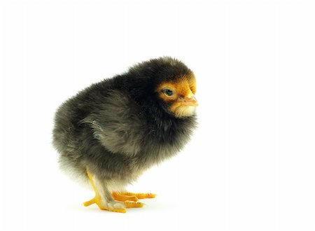 simsearch:400-05194519,k - Cute little baby chicken isolated on white background Foto de stock - Royalty-Free Super Valor e Assinatura, Número: 400-04613487