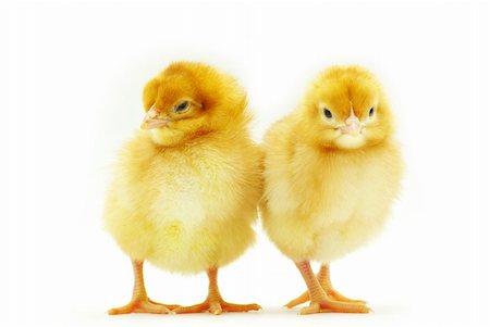 simsearch:400-05194519,k - Cute little baby chicken isolated on white background Foto de stock - Super Valor sin royalties y Suscripción, Código: 400-04613488