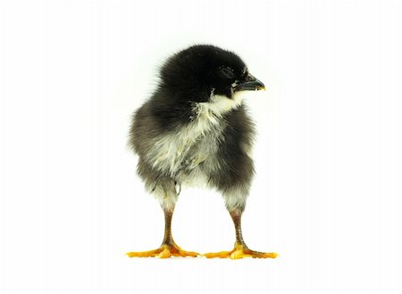 simsearch:400-05194519,k - Cute little baby chicken isolated on white background Foto de stock - Royalty-Free Super Valor e Assinatura, Número: 400-04613489