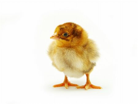 simsearch:824-02888964,k - Cute little baby chicken isolated on white background Foto de stock - Super Valor sin royalties y Suscripción, Código: 400-04613494