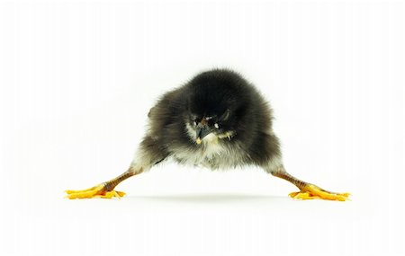 simsearch:400-05194519,k - Cute little baby chicken isolated on white background Foto de stock - Royalty-Free Super Valor e Assinatura, Número: 400-04613490