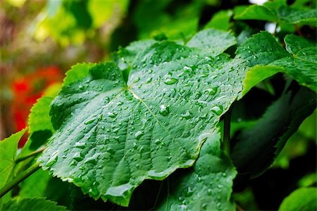 simsearch:400-05883361,k - rain drops on the green leafs Photographie de stock - Aubaine LD & Abonnement, Code: 400-04613501
