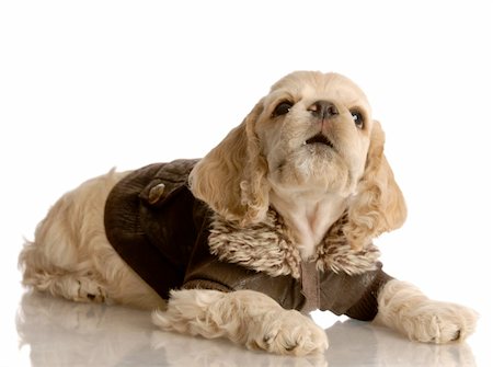 simsearch:400-07571868,k - american cocker spaniel puppy wearing brown leather jacket isolated on white background Fotografie stock - Microstock e Abbonamento, Codice: 400-04613551
