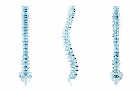 3d illustration of a human backbone. Front and side view. Foto de stock - Royalty-Free Super Valor e Assinatura, Número: 400-04613785