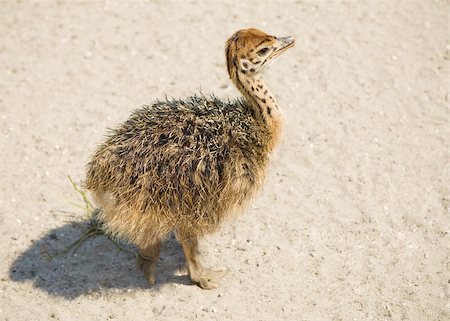 little ostrich on a farm Photographie de stock - Aubaine LD & Abonnement, Code: 400-04613926