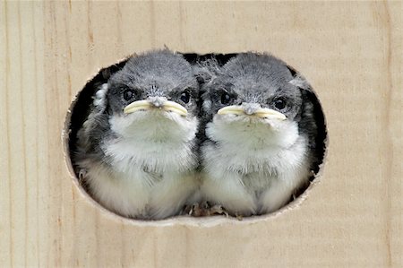 Pair of Baby Tree Swallows (tachycineta bicolor) looking out of a bird house Photographie de stock - Aubaine LD & Abonnement, Code: 400-04613968