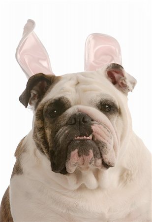 simsearch:400-06557689,k - english bulldog wearing easter bunny ears on white background Photographie de stock - Aubaine LD & Abonnement, Code: 400-04624068