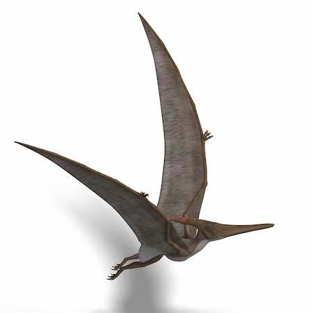 simsearch:400-04818670,k - flying dinosuar Pteranodon. 3D render with clipping path and shadow over white Foto de stock - Royalty-Free Super Valor e Assinatura, Número: 400-04624154