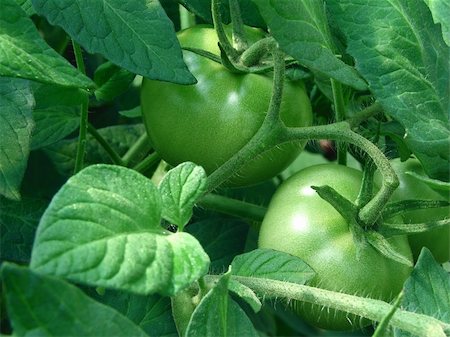 green tomatoes growing on the branches Stock Photo - Budget Royalty-Free & Subscription, Code: 400-04624355
