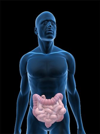 simsearch:400-06770547,k - 3d rendered illustration of a transparent male body with male colon and small intestines Photographie de stock - Aubaine LD & Abonnement, Code: 400-04624619