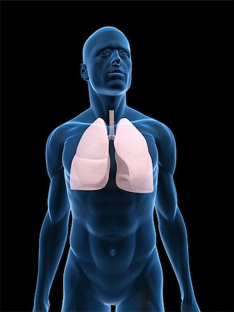3d rendered illustration of a transparent male body with lung Stock Photo - Budget Royalty-Free & Subscription, Code: 400-04624624