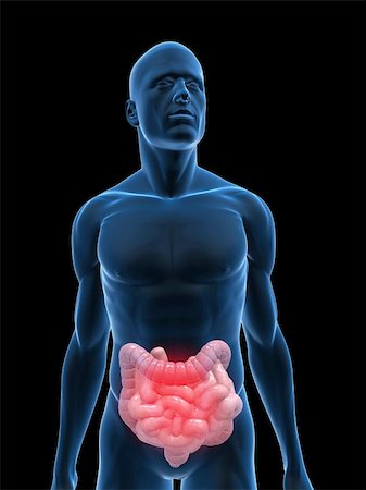 simsearch:400-04163509,k - 3d rendered illustration of a transparent male body with highlighted colon and small intestines Fotografie stock - Microstock e Abbonamento, Codice: 400-04624625