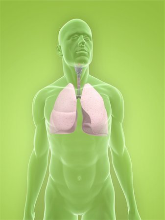3d rendered illustration of a transparent male body with lung Stock Photo - Budget Royalty-Free & Subscription, Code: 400-04624626