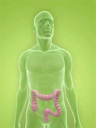 simsearch:400-06770547,k - 3d rendered illustration of a transparent male body with male colon Stock Photo - Budget Royalty-Free & Subscription, Code: 400-04624627