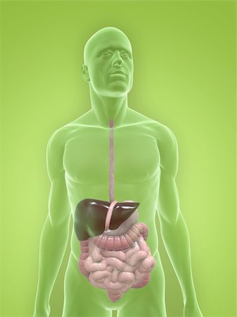 3d rendered illustration of a transparent male body with male digestive system Foto de stock - Super Valor sin royalties y Suscripción, Código: 400-04624628
