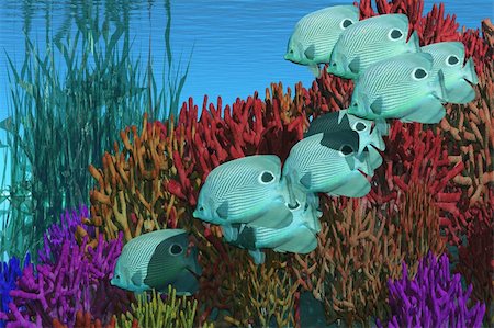 simsearch:400-04624755,k - A group of butterfly fish swim over a coral reef. Fotografie stock - Microstock e Abbonamento, Codice: 400-04624755