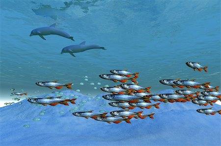 simsearch:400-05683187,k - Schools of fish swim in the blue ocean. Foto de stock - Royalty-Free Super Valor e Assinatura, Número: 400-04624757