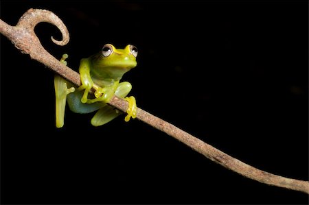 simsearch:400-04707951,k - frog at night on a branch in the Bolivian rainforest Hypsiboas cinerescens Stock Photo - Budget Royalty-Free & Subscription, Code: 400-04624775