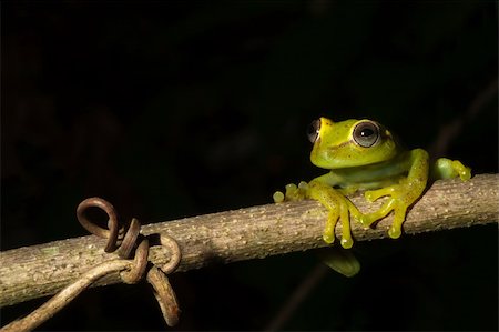 simsearch:400-04707951,k - frog at night on a branch in the Bolivian rainforest Hypsiboas cinerescens Stock Photo - Budget Royalty-Free & Subscription, Code: 400-04624776