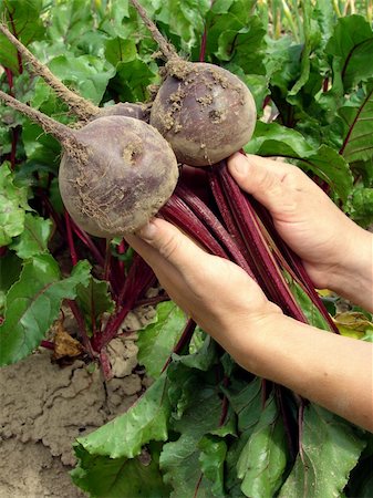 simsearch:400-05876466,k - hands with some fresh beetroots with tops Stockbilder - Microstock & Abonnement, Bildnummer: 400-04625188