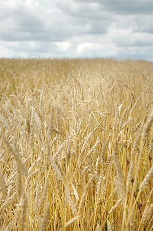 simsearch:400-05699446,k - Yellow field of wheat. Sky, clouds, agriculture. Stock Photo - Budget Royalty-Free & Subscription, Code: 400-04625192