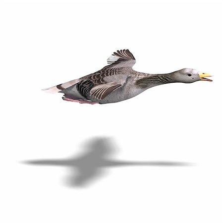 poult - grey goose in flight. 3D rendering with clipping path and shadow over white Stock Photo - Budget Royalty-Free & Subscription, Code: 400-04625738