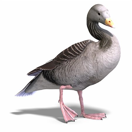 poult - 3D rendering of a grey goose with clipping path and shadow over white Stock Photo - Budget Royalty-Free & Subscription, Code: 400-04625739