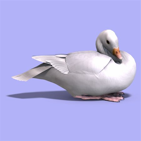 poult - 3D rendering of a snow goose with clipping path and shadow over white Stock Photo - Budget Royalty-Free & Subscription, Code: 400-04625740