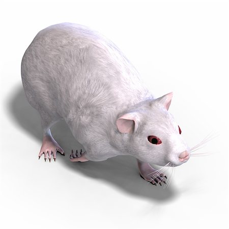 simsearch:400-04052731,k - 3D rendering of a sweet hamster with clipping path and shadow over white Fotografie stock - Microstock e Abbonamento, Codice: 400-04625741