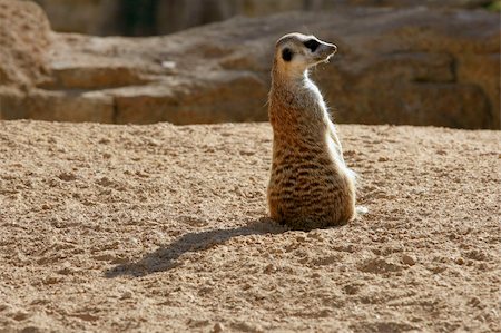 simsearch:400-05233768,k - Madagascar Suricata on a golden orange clay landscape Stock Photo - Budget Royalty-Free & Subscription, Code: 400-04626057