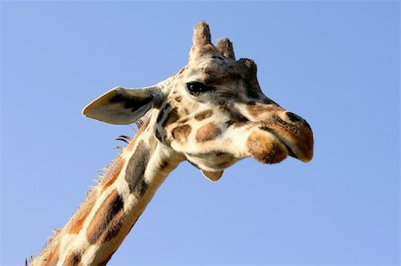 simsearch:400-08628372,k - One giraffe neck and head over blue sunny sky Foto de stock - Super Valor sin royalties y Suscripción, Código: 400-04626058